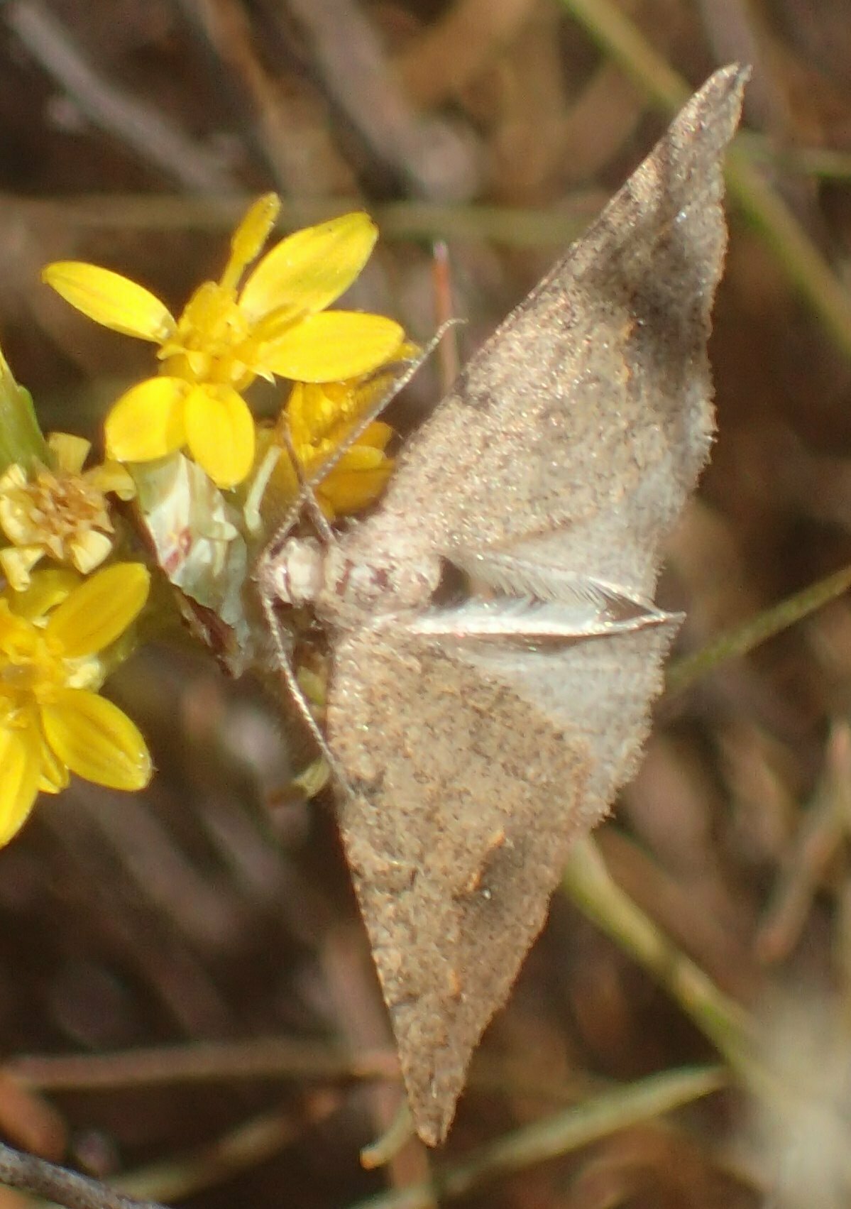 High Resolution Drepanulatrix sp. Animal